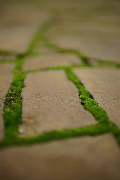 Ancien Trottoir Pavé Pierre Sauvage Brune Avec Mousse Verte Dans — Photo