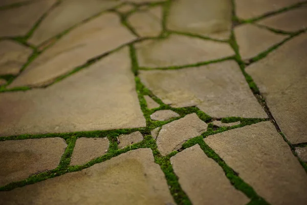 緑の苔を持つ茶色の野生の石で作られた古い舗装歩道 — ストック写真