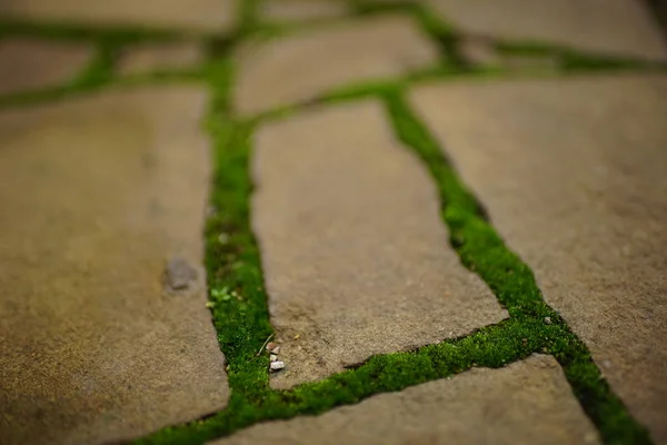 Kahverengi Taştan Yapılmış Eski Asfalt Kaldırım Dikişlerinde Taze Yeşil Yosun — Stok fotoğraf