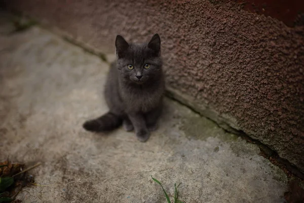 Charmant Petit Chaton Gris Assis Sur Sol Pierre Près Maison — Photo