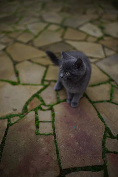 Grijze Kitten Lopen Een Wilde Stenen Vloer Met Groen Mos — Stockfoto