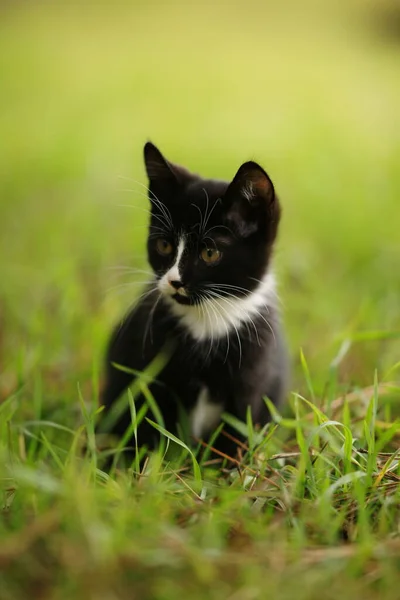 Black White Kitten Rest Green Grass — Stock Photo, Image