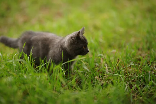 Chaton Gris Moelleux Marcher Sur Herbe Verte — Photo