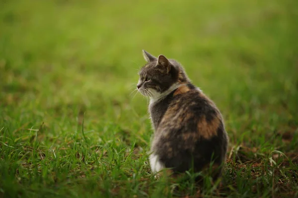 春の庭に座って亀甲猫 淡いグレー三色子猫の肖像画で新鮮な緑の草 — ストック写真