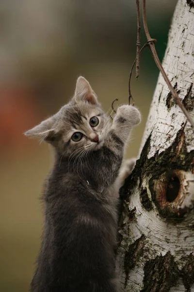 Funny Ashy Kitten Play Thin Branch Tree Trunk Garden — Stock Photo, Image