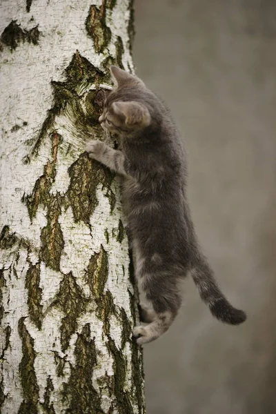 Ashy Gatito Jugar Árbol Tronco Jardín —  Fotos de Stock