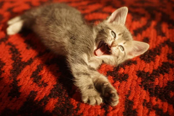 Gatinho Cinza Pálido Bocejo Chão Tapete Vermelho Meowing Retrato Gatinho — Fotografia de Stock