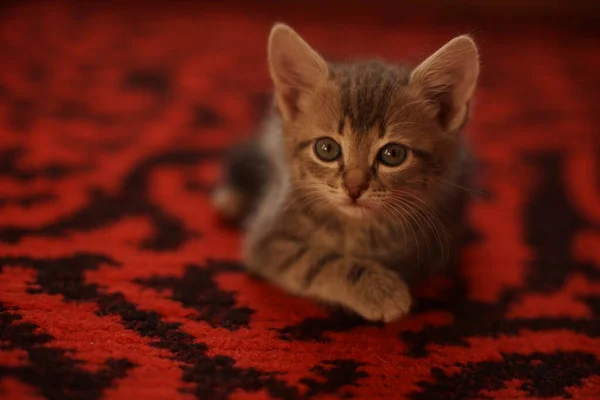 Mooie Grijze Fuffy Kitten Rust Een Rode Loper Portret Van — Stockfoto