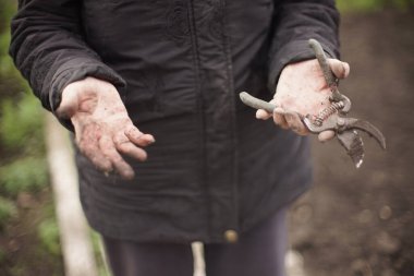 Bahçede çalıştıktan sonra kadın ellerindeki budama aletleri. Eldivensiz bahçıvan.
