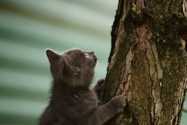 Γκρι Χνουδωτό Γατάκι Σκαρφαλώνει Κορμό Δέντρου Στον Κήπο — Φωτογραφία Αρχείου