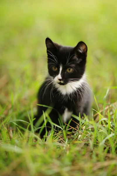 緑の芝生の上に座って黒と白の子猫 — ストック写真