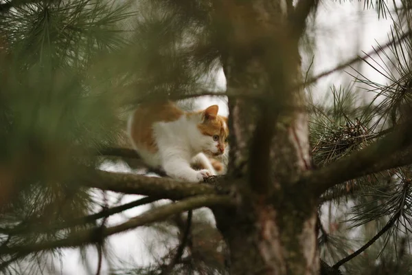 Kızıl Kedi Yavrusu Bahçede Bir Çam Ağacında Yürüyor — Stok fotoğraf