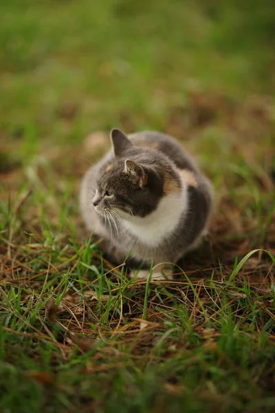 Gato Tortuga Sentado Jardín Primavera Retrato Gatito Tricolor Gris Hierba — Foto de Stock