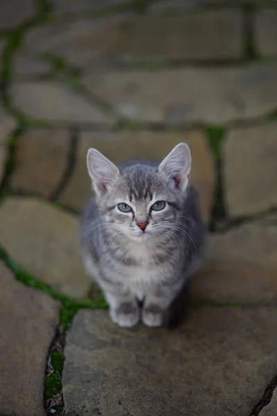 Mooie Grijze Kitten Zittend Een Wilde Stenen Vloer Met Groen — Stockfoto