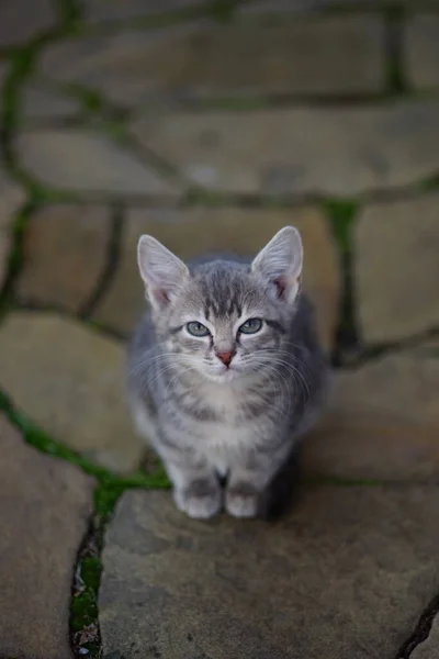 Gatinho Cinza Lindo Sentado Chão Pedra Selvagem Com Musgo Verde — Fotografia de Stock