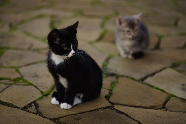 Zwarte Grijze Kittens Zittend Een Wilde Stenen Vloer Met Groen — Stockfoto