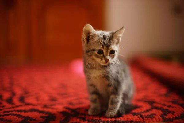 Güzel Gri Kedi Portresi Kırmızı Halıda — Stok fotoğraf