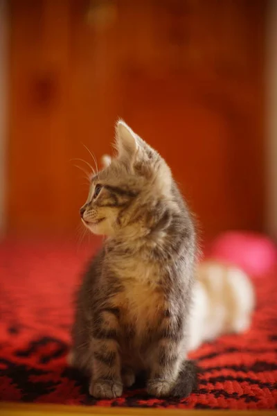 Jeune Chaton Gris Assis Sur Tapis Rouge — Photo