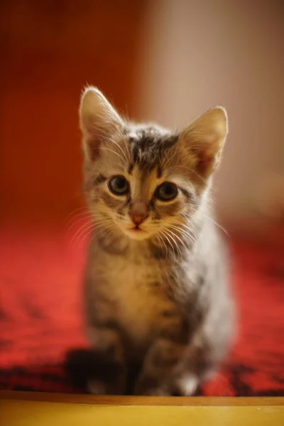 Lovely Turtle Grey Kitten Sitting Portrait Red Carpet — Stockfoto
