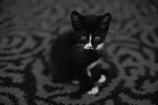 Halıda Oturan Siyah Beyaz Kedi Yavrusu Evcil Hayvan Portresi Fotoğrafı — Stok fotoğraf