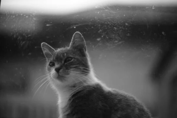 Cat Sits Windowsill Outdoors View Glass Photo — 图库照片