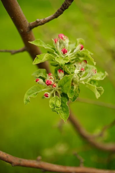 Bahar Bahçesinde Pembe Tomurcuklarla Elma Ağacı Çiçek Açar — Stok fotoğraf