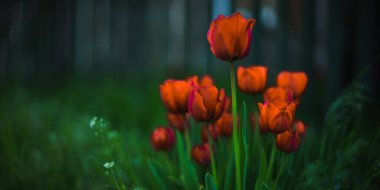Vivid red tulip flowers grows in green spring garden. Floral card.