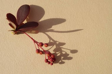 A branch of barberry on a sunny beige table.