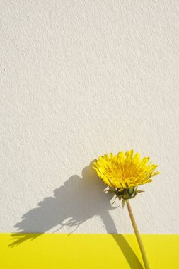 Art card with yellow dandelion flower on a beige and yellow sunny table.