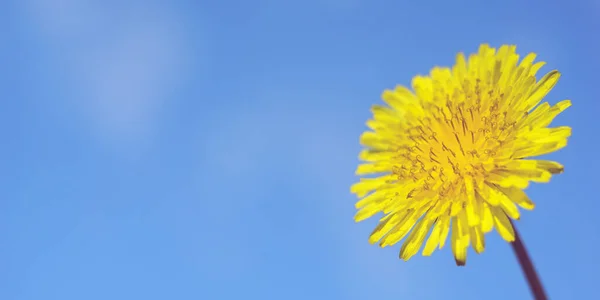 Yellow Dandelion Flower Clear Blue Sky Background — ストック写真