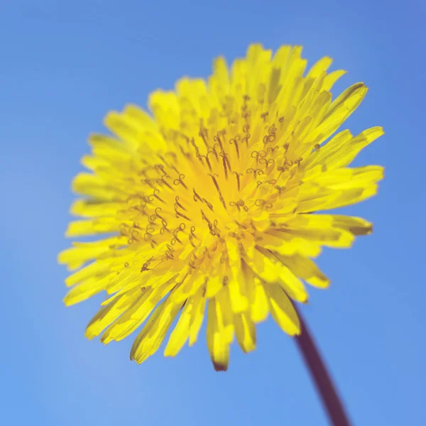 Happy Yellow Dandelion Flower Blue Sky Background — Zdjęcie stockowe