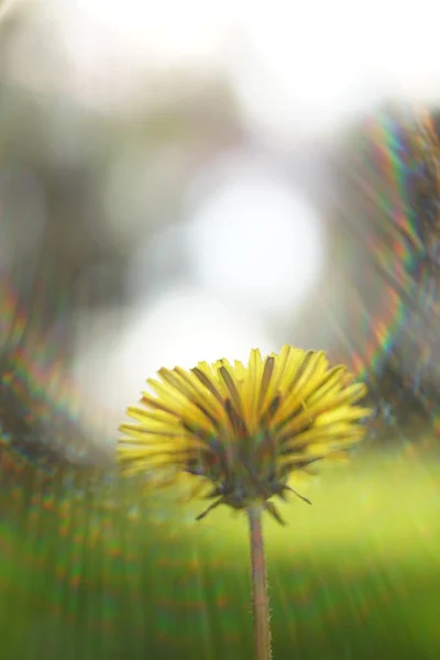 Yellow Dandelion Flower Natural Sunny Background — Zdjęcie stockowe