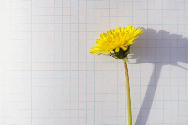 Yellow Dandelion Flower Sunny Checkered Paper — 스톡 사진