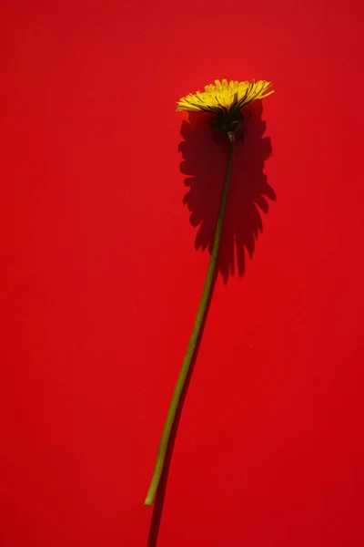 Art Card Dandelion Flower Red Sunny Table — Fotografia de Stock