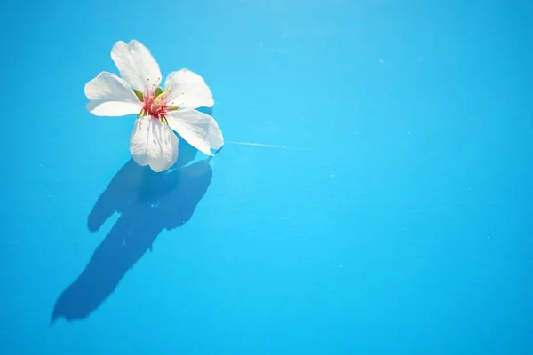 Almond Tree White Big Flower Blue Sunny Table — Zdjęcie stockowe