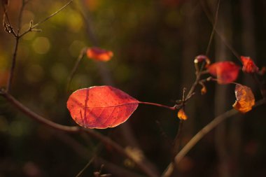 red autumn leaves in dark background with sun light