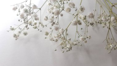 gypsophila white delicate flowers on the table.