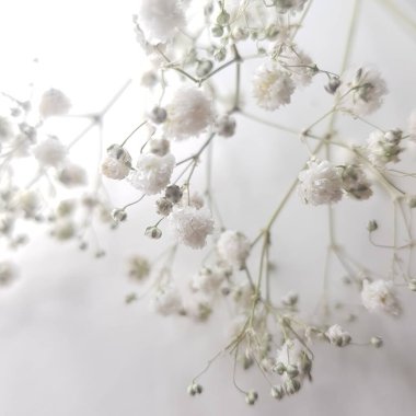 White gypsophila delicate flowers closeup.