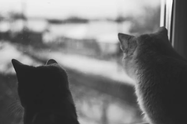 Dvě Kočky Odpočívají Zimě Slunečném Parapetu Vypadají Venku Fotografie — Stock fotografie