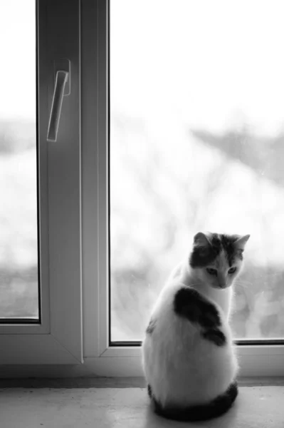 Lonely Cat Sitting Windowsill Room Back View Black White Photo — Stock Photo, Image