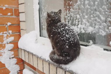 Tüylü gri bir kedi kar yağarken pencere eşiğinde oturur..