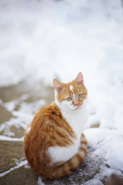 Junges Weißes Ingwer Kätzchen Sitzt Auf Schneebedecktem Bürgersteig — Stockfoto