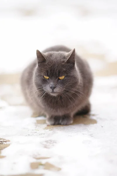 Graue Britische Katze Ruht Winter Auf Schneebedecktem Bürgersteig — Stockfoto