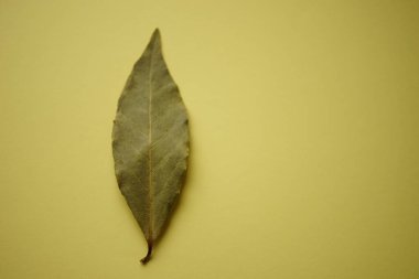 Zeytin yeşili masadaki kuru defne yaprağı, boşluğu kopyala