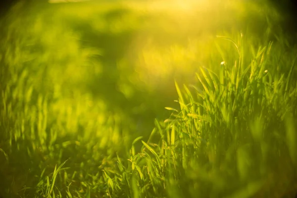 Frisches Grünes Gras Wächst Sonnigem Frühlingsfeld — Stockfoto