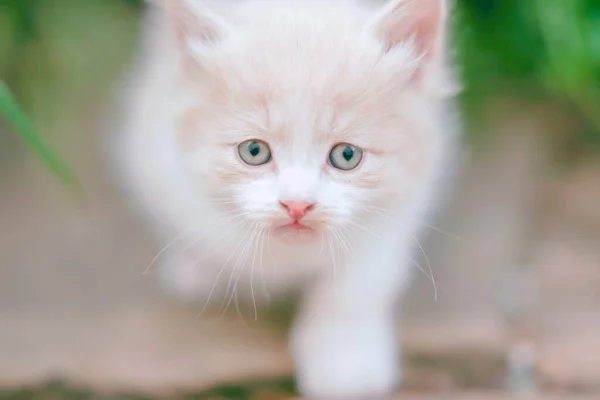 Precioso Gatito Esponjoso Caminar Jardín Verano Con Una Mirada Curiosa — Foto de Stock