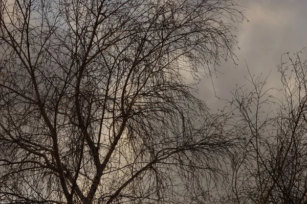 Egy Nyírfa Része Vékony Csupasz Ágakkal Felhős Égen — Stock Fotó