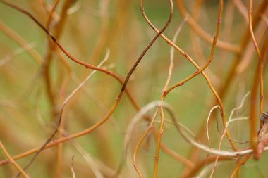 Bahar bahçesinde söğüt dalları, yeşil seçici odak.
