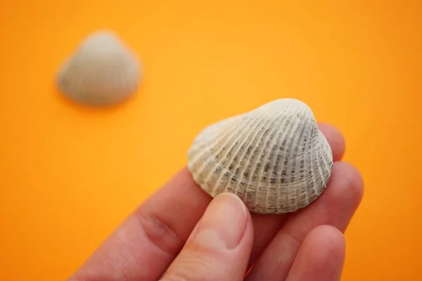 オレンジ色の背景に人間の指の灰色の貝殻 — ストック写真