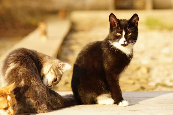 Zwart Wit Jong Kitten Rusten Lente Tuin Met Zijn Vrienden — Stockfoto